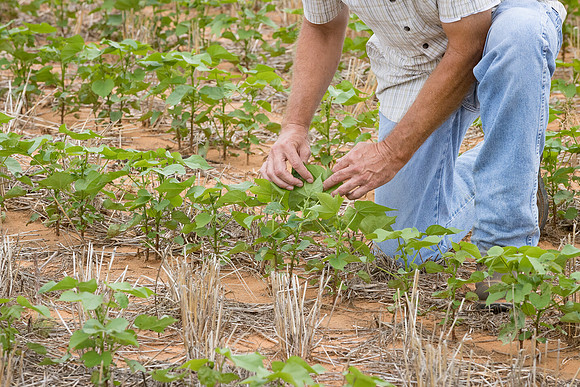 RRXCottonTexas_cdp_5206