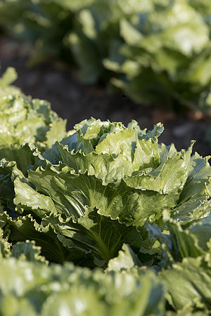 Lettuce_SV2988LG_CA_0074