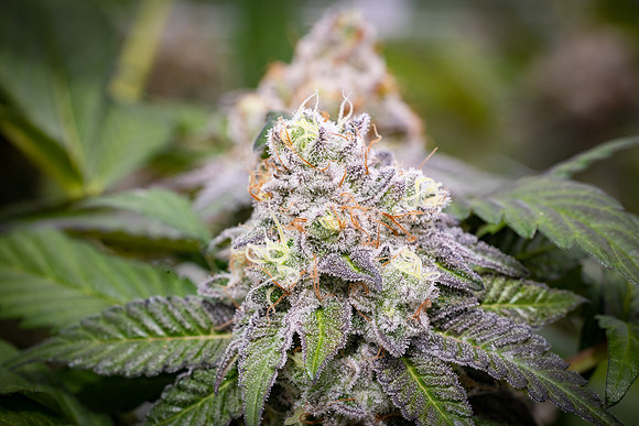 CDPh_444