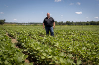 Soybeans Stills