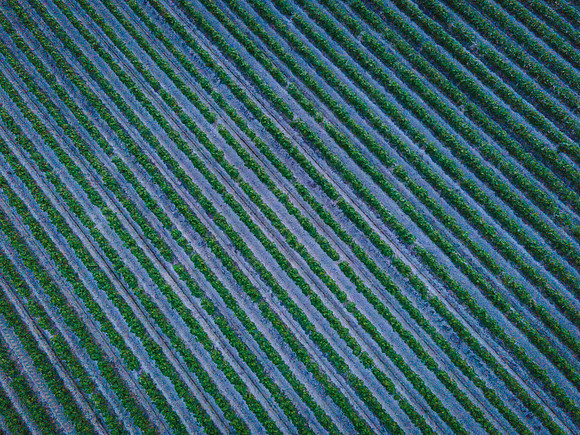 RRXCottonDelta_cdp_2