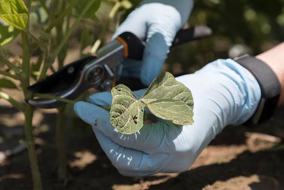 NL_Soybeans_072319_Carbondale_187