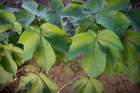 RRXCottonTexas_cdp_4272