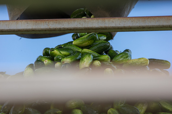 PicklingCucumber_Vlaspik_Processing_MI_0450