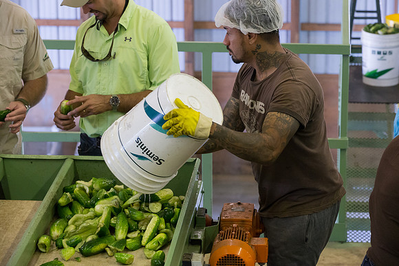 PicklingCucumber_Vlaspik_Processing_MI_0386