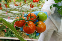 Tomato_Prodice_25
