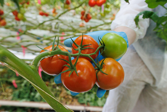 Tomato_Prodice_25