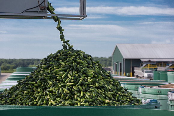 PicklingCucumber_Vlaspik_Processing_MI_0667