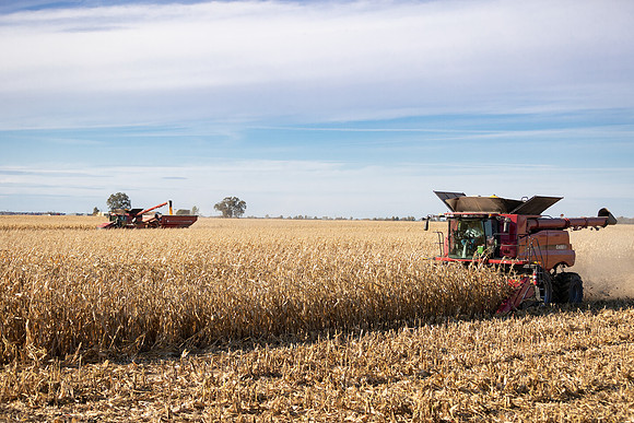 NL_Corn_Harvest_2019_c_289