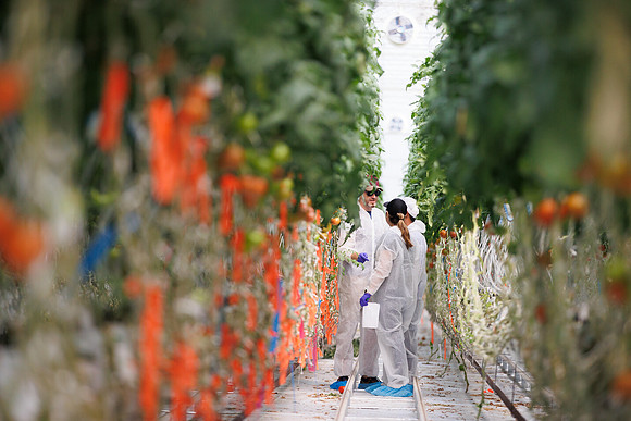 Tomato_DeRuiter_Kingsville_2022_495