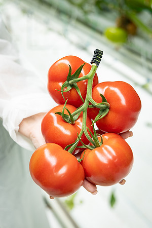 Tomatoes_DRTH1054_82