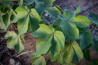 RRXCottonTexas_cdp_4269