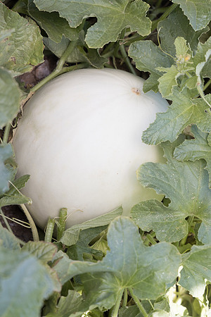 Melon_Silverock_23