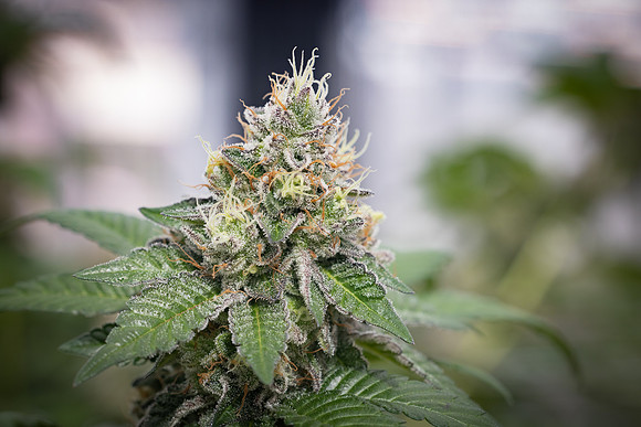 CDPh_587