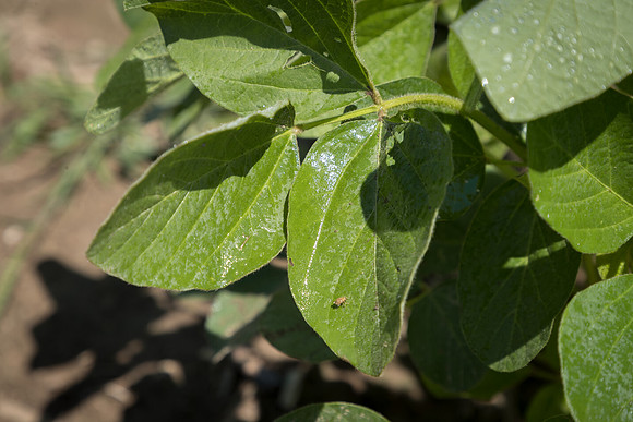 NL_Soybeans_072319_Carbondale_48