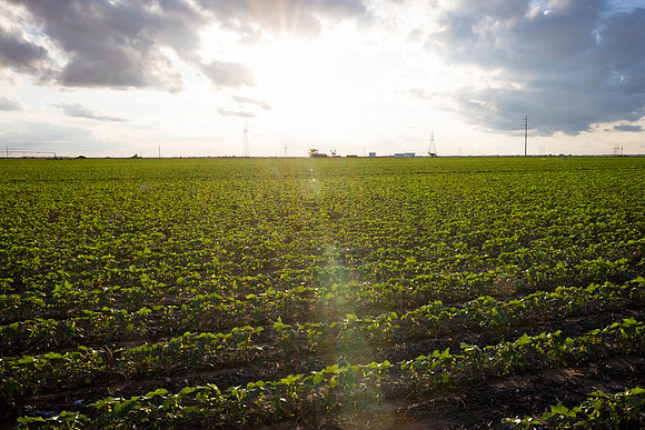 RRXCottonTexas_cdp_4356