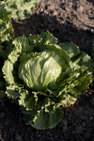 Lettuce_SV0822LG_CA_0008