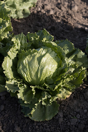 Lettuce_SV0822LG_CA_0008