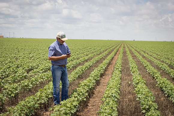 RRXCottonTexas_cdp_5413