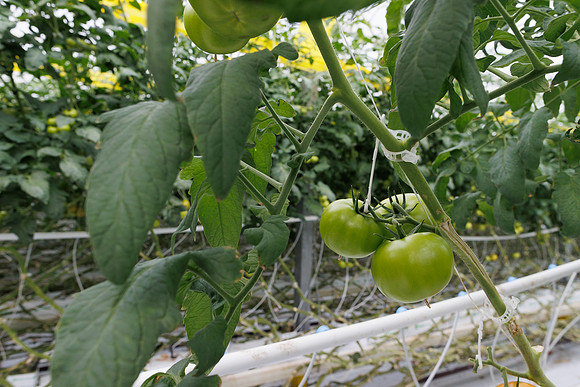 Tomato_DRTH2911_45