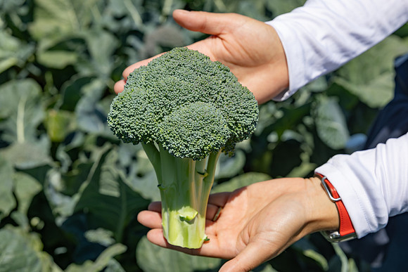 Stratosphere_Brocolli_81