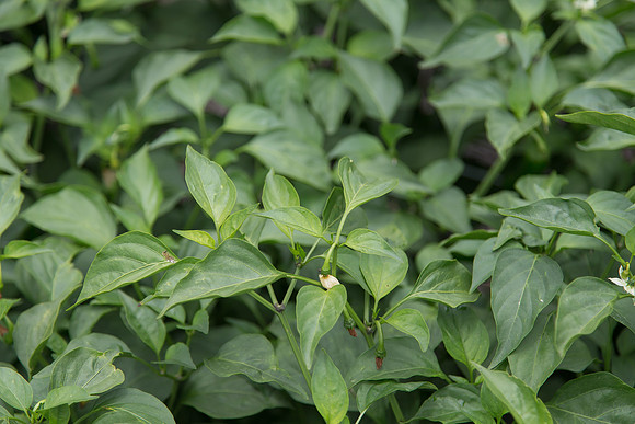 HotPepper_PS5807_MX_0004