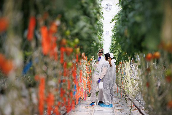 Tomato_DeRuiter_Kingsville_2022_494