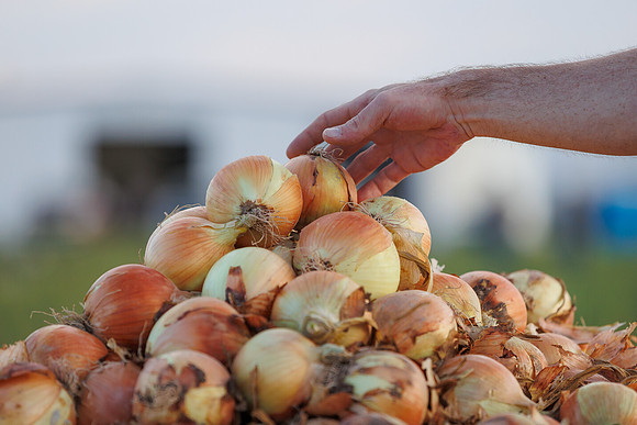 Seminis2022_Idaho_1691