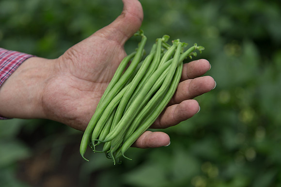 GreenBean_Giolli_MX_0038