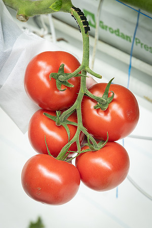 Tomatoes_DRTH1053_9