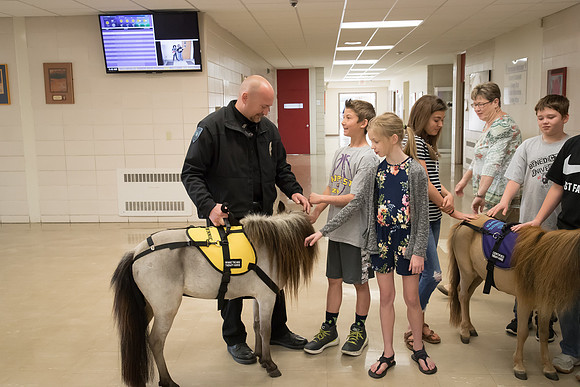 AmericasFarmers_HeartlandMiniHorses_508