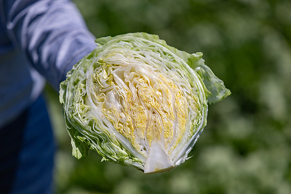 Slotmasher_Lettuce_40