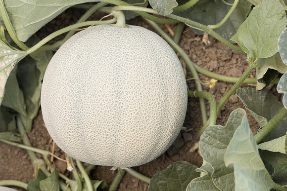 Melon_Mokaya_15