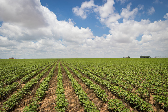 RRXCottonTexas_cdp_5492