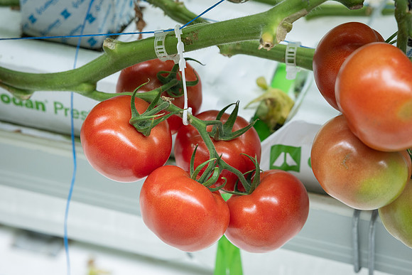 Tomatoes_DRTH1060_2