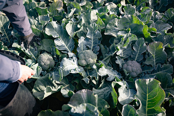 Seminis_SJB_FieldDay2025_188