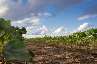 RRXCottonTexas_cdp_4223