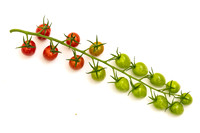 Tomatoes_Devoured_438