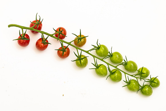Tomatoes_Devoured_438