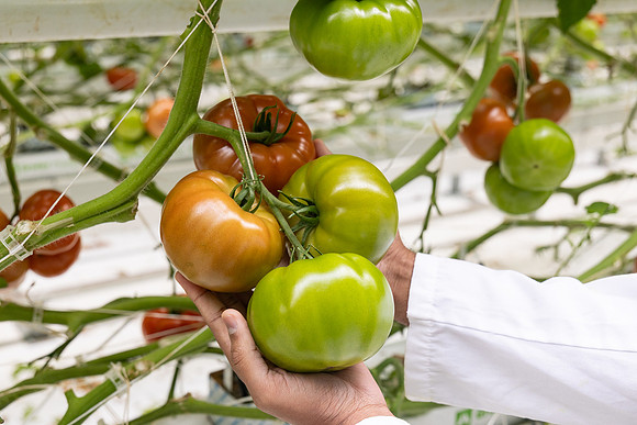 Tomatoes_DRTH5066_31