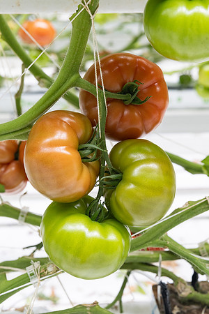 Tomatoes_DRTH5066_47