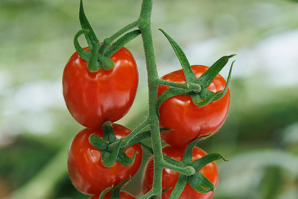 Tomato_Strabini_56