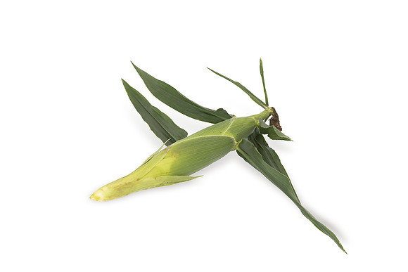 SweetCorn_SVSA7611_7
