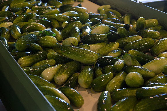PicklingCucumber_Vlaspik_Processing_MI_0091