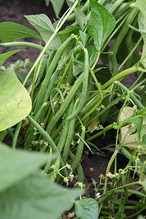 GreenBean_Sybaris_MX_0016