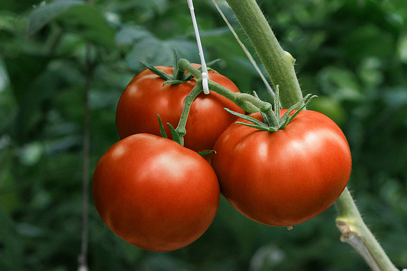 Tomato_DRTH2911_4