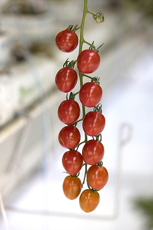Tomato_Devoured_7