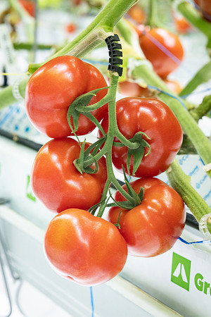 Tomatoes_DRTH1054_33