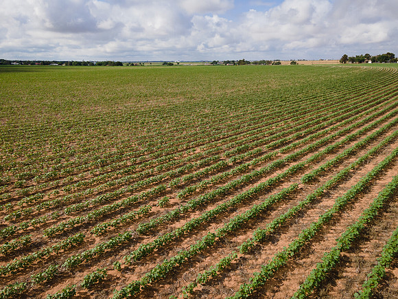 RRXCottonTexas_cdp_5331