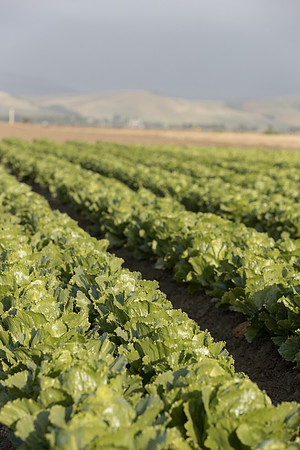 Lettuce_SV2988LG_CA_0034